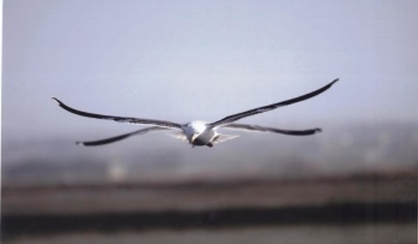 Birdwatching gaivota