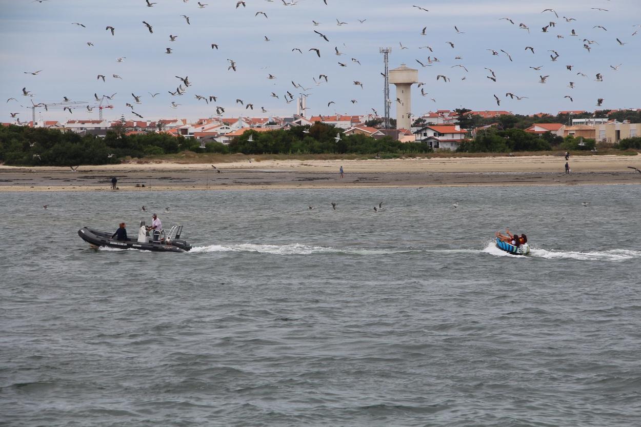 barco puxa boia com duas pessoas vendo-se muitas gaivotas