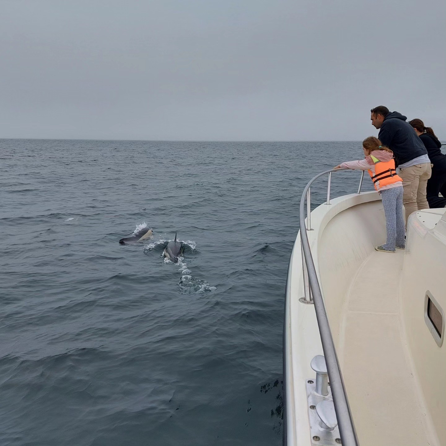 grupo com crianças observa golfinhos