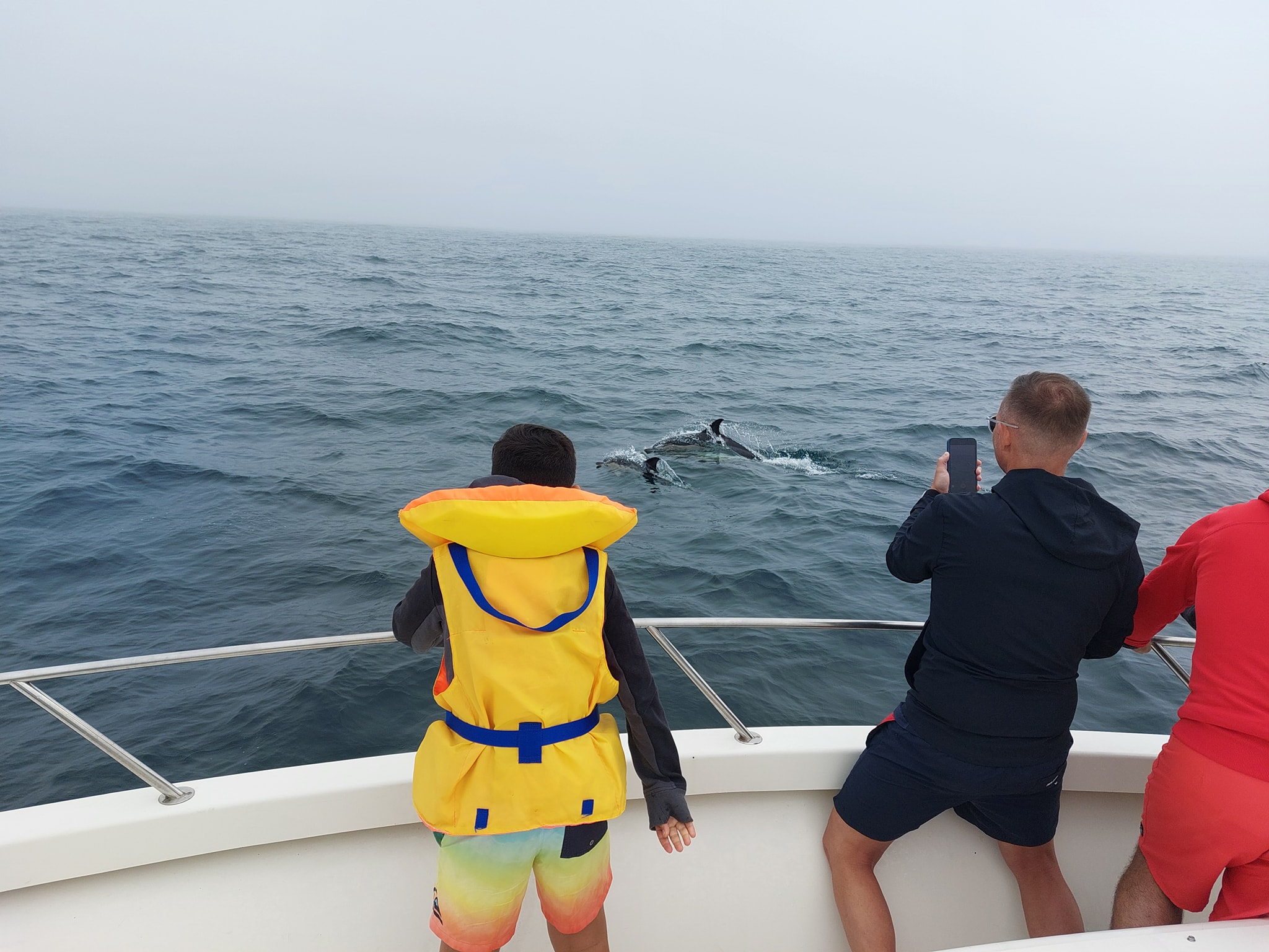 grupo com crianças observa golfinhos