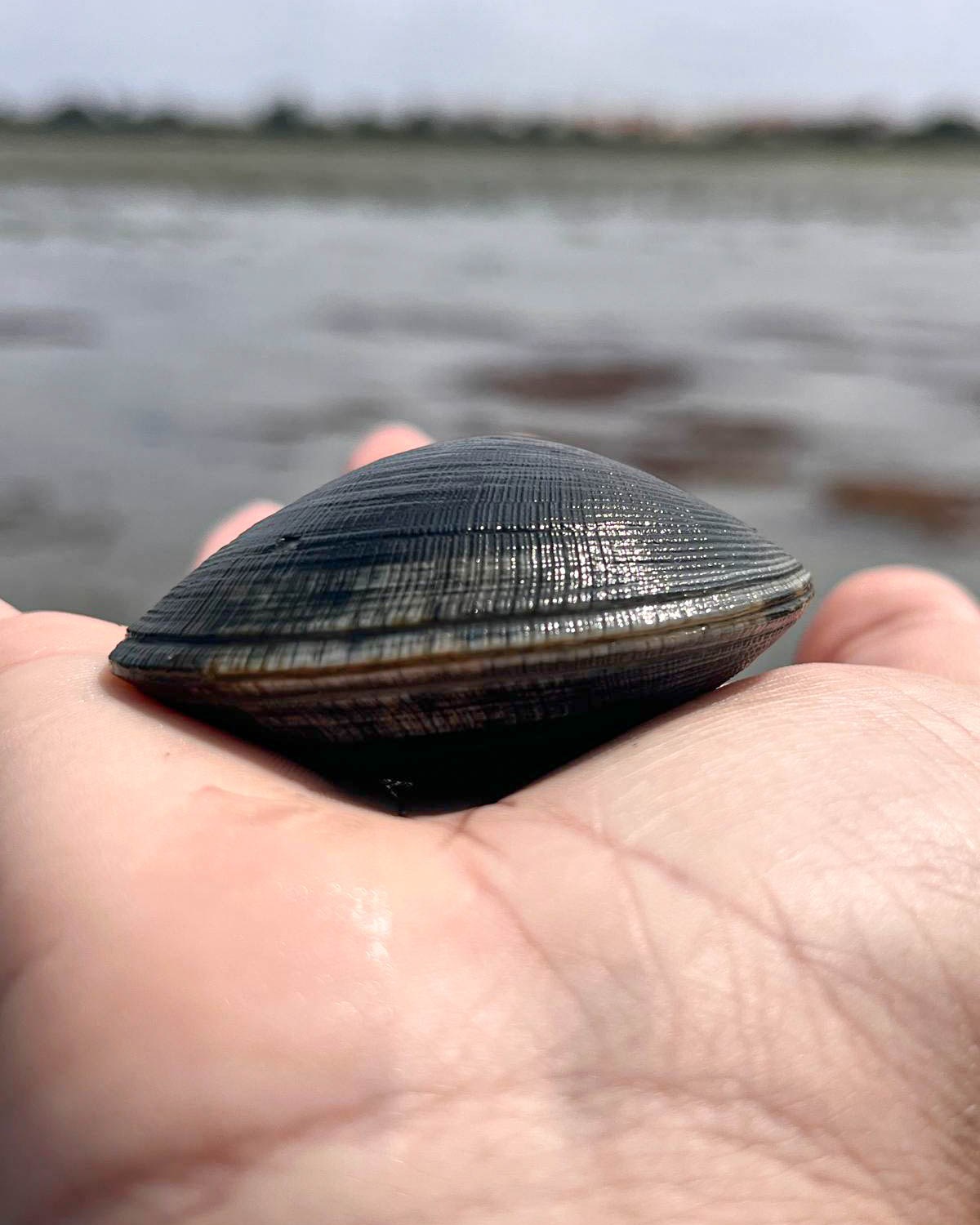 Conversa de Mar "Pesca tradicional: a perspetiva de uma mariscadora"